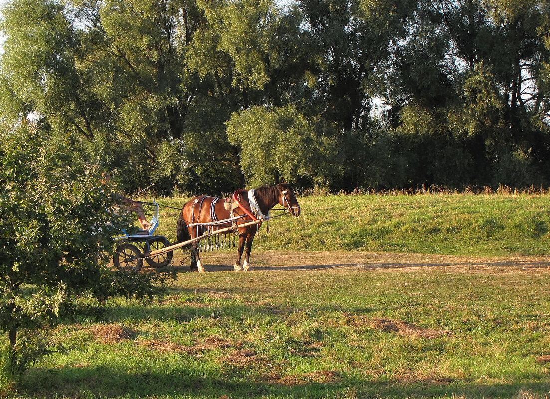 На Боголюбовском лугу около церкви Покрова на Нерли - Александр Ильчевский На Боголюбовском лугу около церкви Покрова на Нерли - Александр Ильчевский