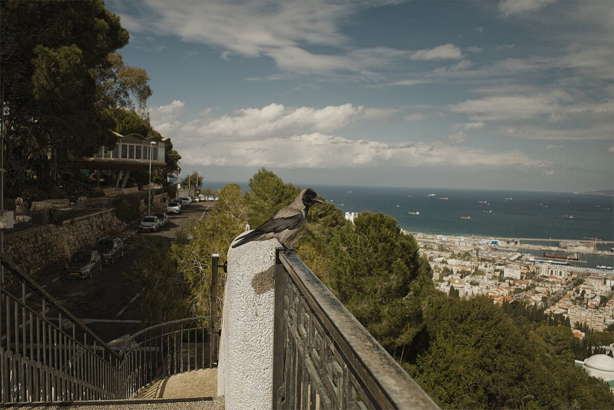 Израиль * Хайфа * 2025г - ujgcvbif 