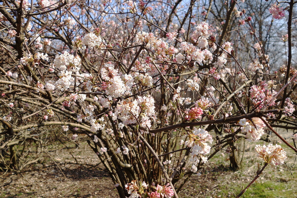 Зацвела калина - Рита Симонова Зацвела калина - Рита Симонова