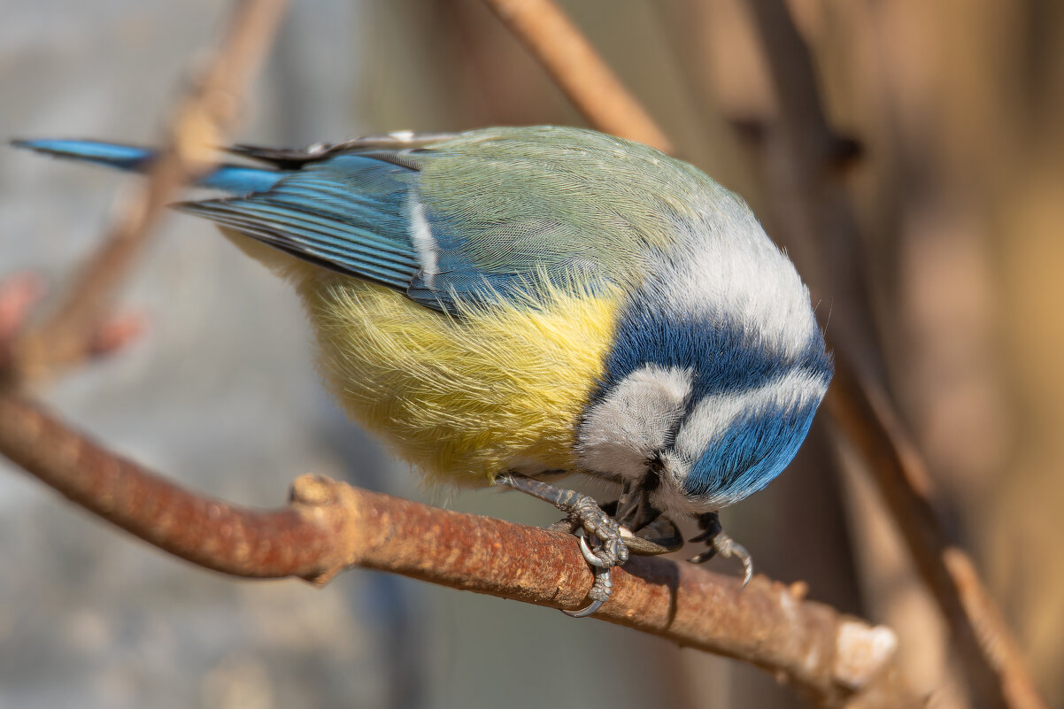 Обыкновенная лазоревка выклёвывает ядро семени подсолнечника - Дарья Меркулова