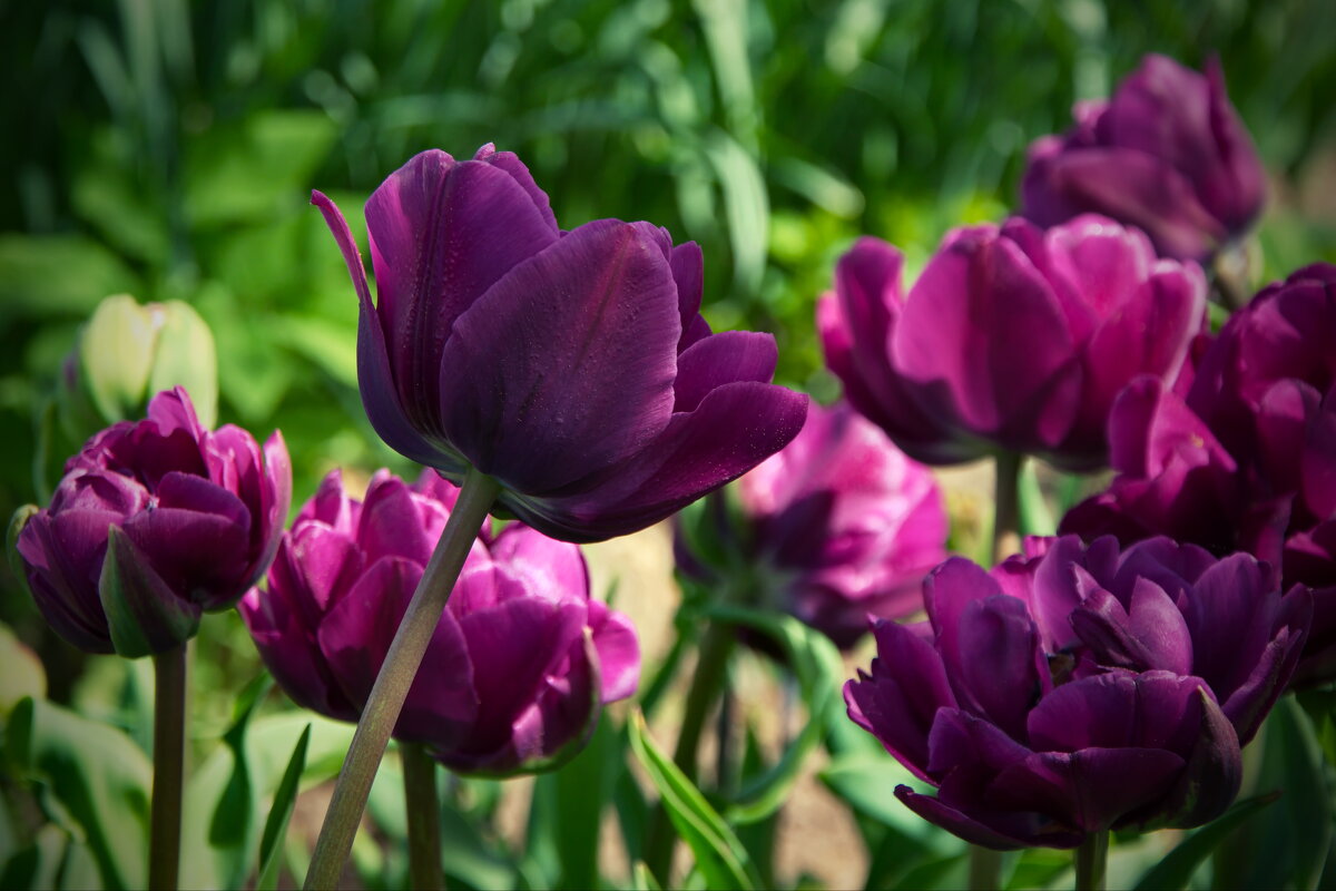 Махровые тюльпаны - lady v.ekaterina