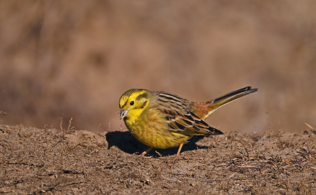 Овсянка - Андрей Зайцев