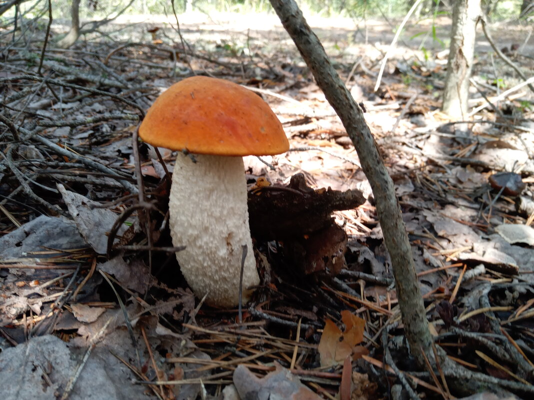 Подосиновик красный - Алексей Р. Подосиновик красный - Алексей Р.