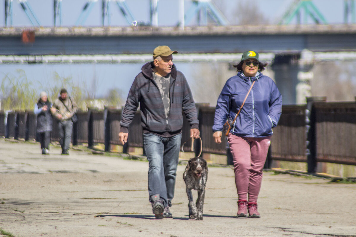 Курцхаар выгуливает людишек по весенней набережной - Коля Лукашов