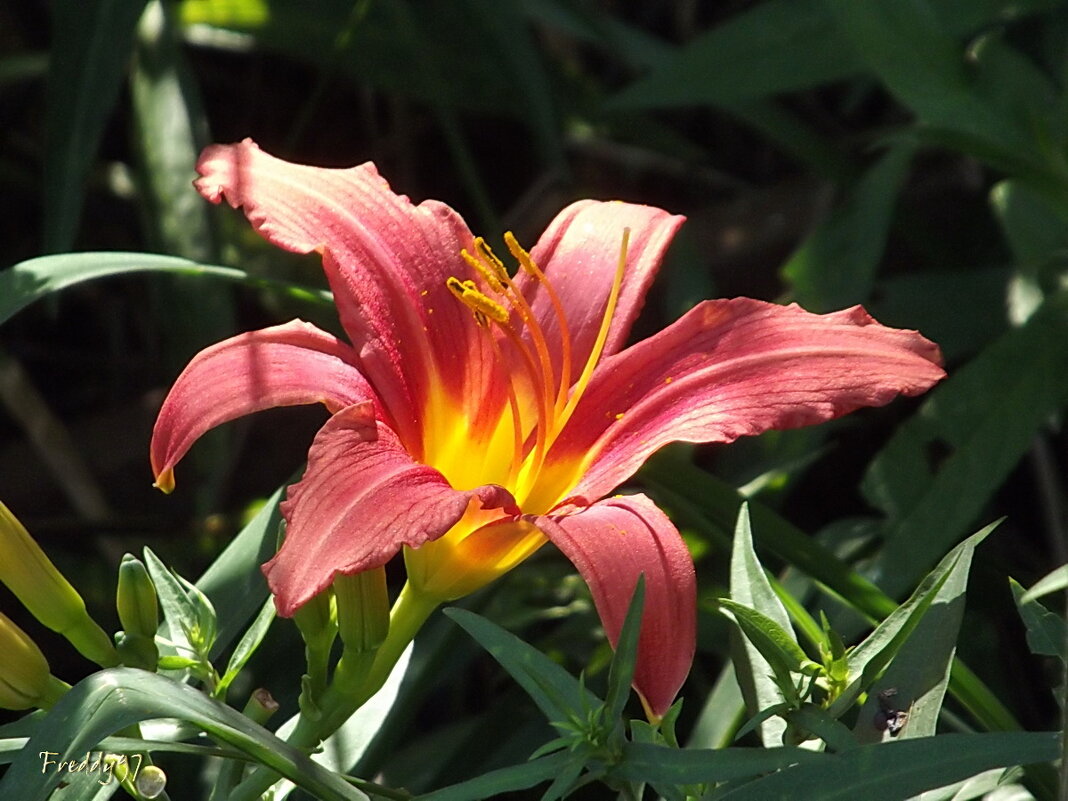 Лилейник - Freddy 97