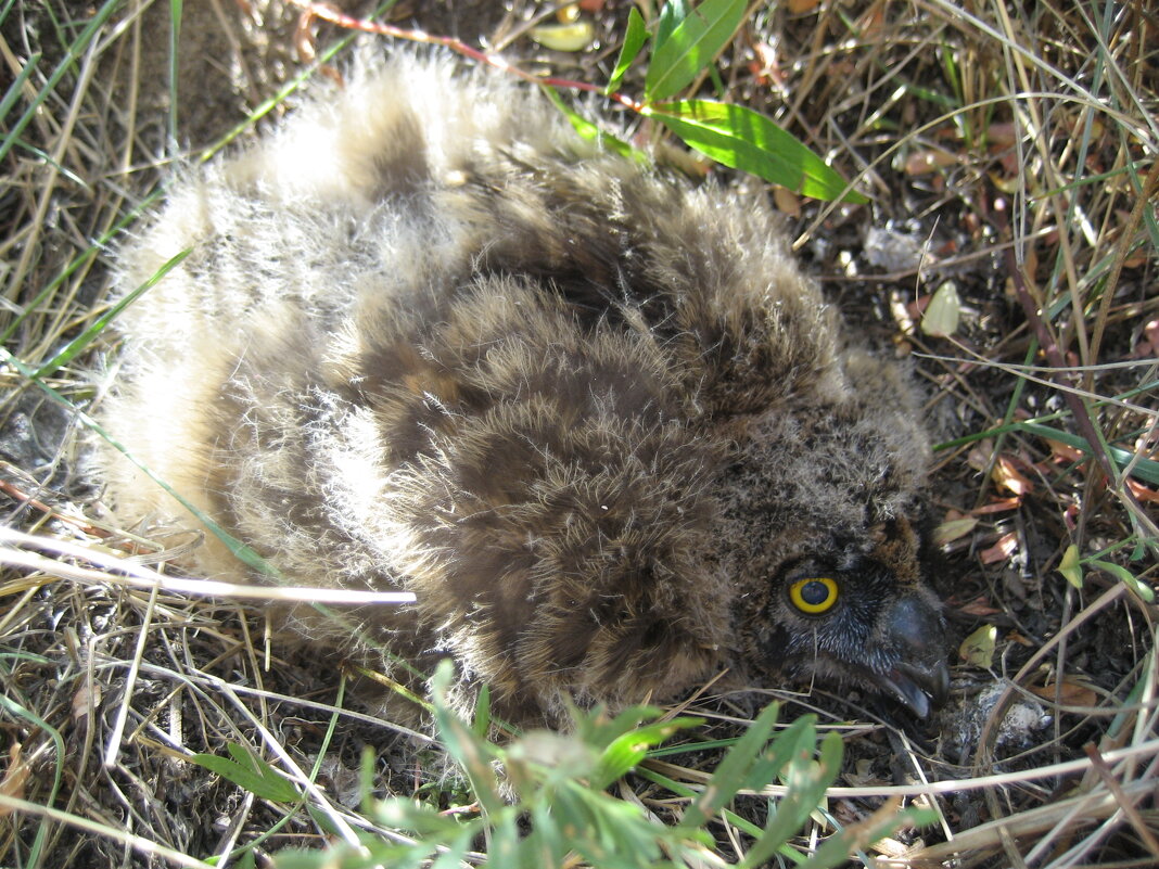 Птенец болотной совы - Anna Ivanova Птенец болотной совы - Anna Ivanova