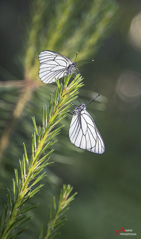 Встреча - Андрей Пристяжнюк