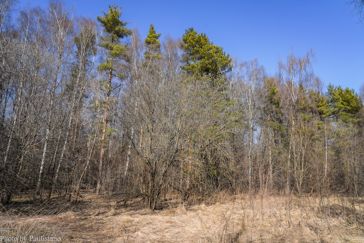 Бесснежный март... - Владимир Жданов