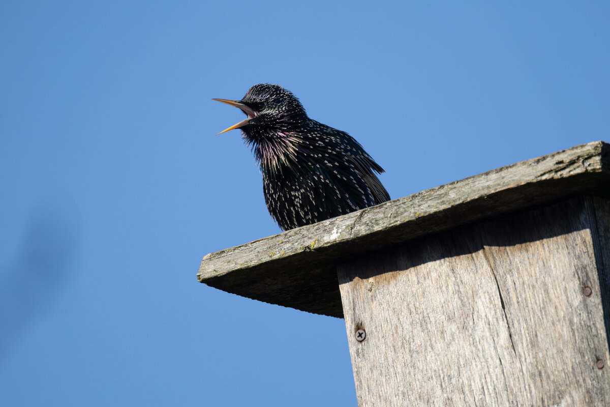 *** - Сергей Брюшинин