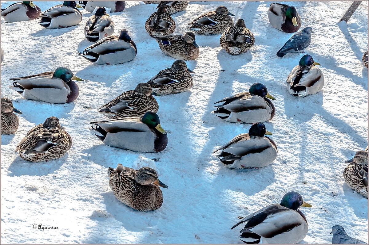 Утиные истории, март... - Aquarius - Сергей Утиные истории, март... - Aquarius - Сергей