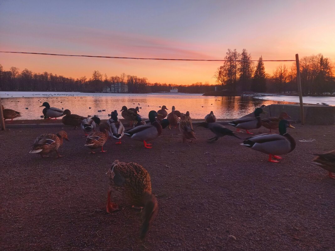 Утки на закате - Сапсан 