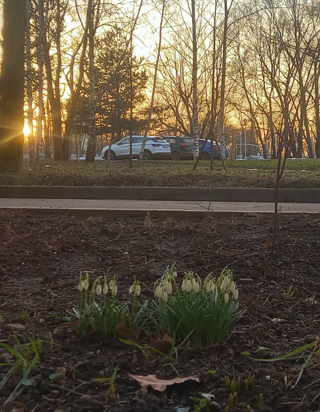 Подснежник - Сапсан Подснежник - Сапсан