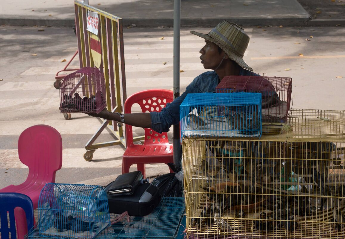 птицелов - Алексей Туркин птицелов - Алексей Туркин