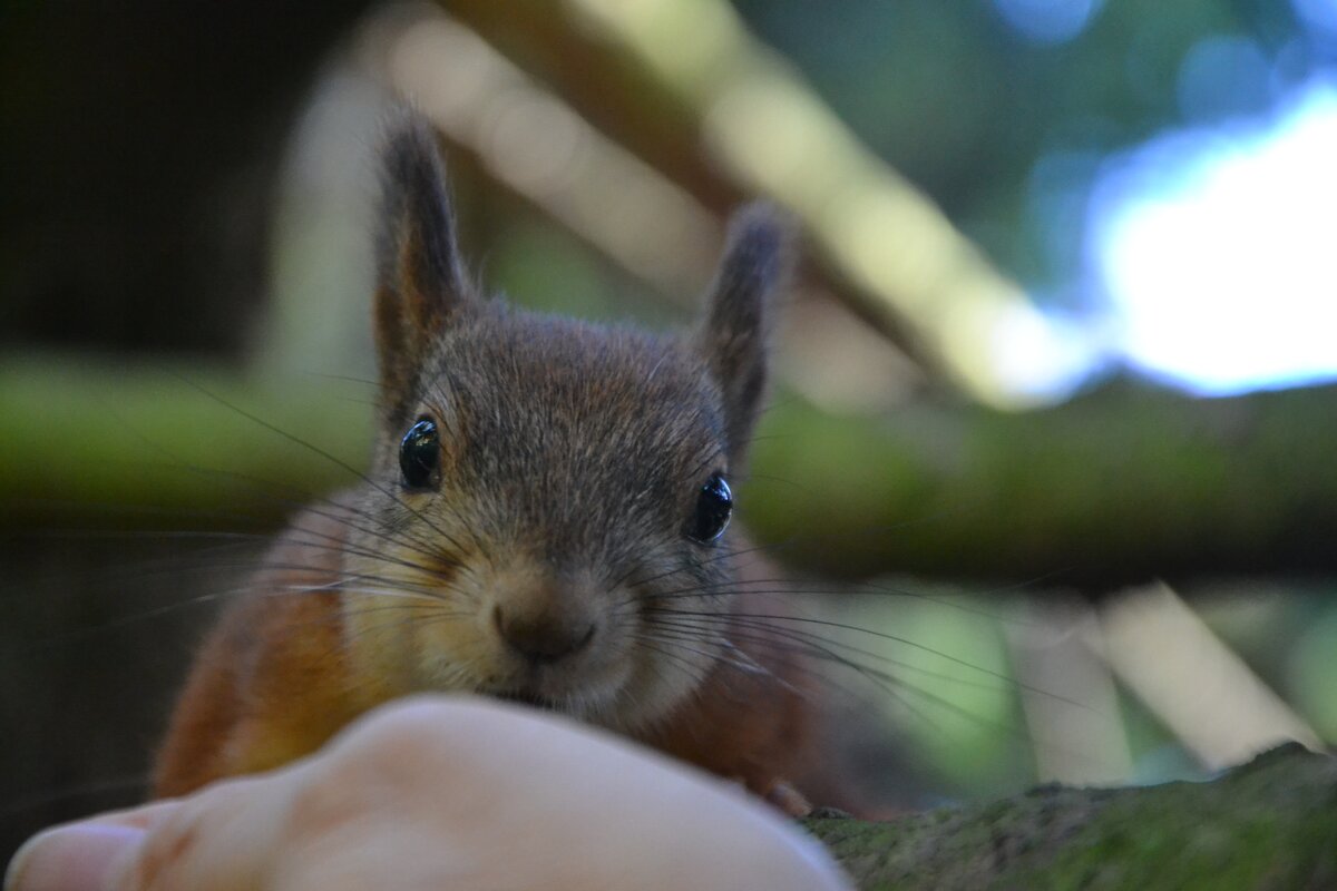 "Очаровательные глазки" - Надежда 