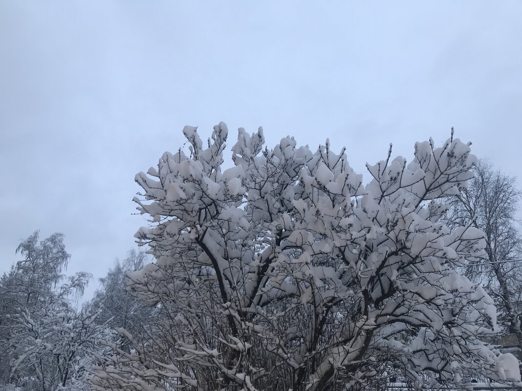 снежная зима - zavitok * снежная зима - zavitok *