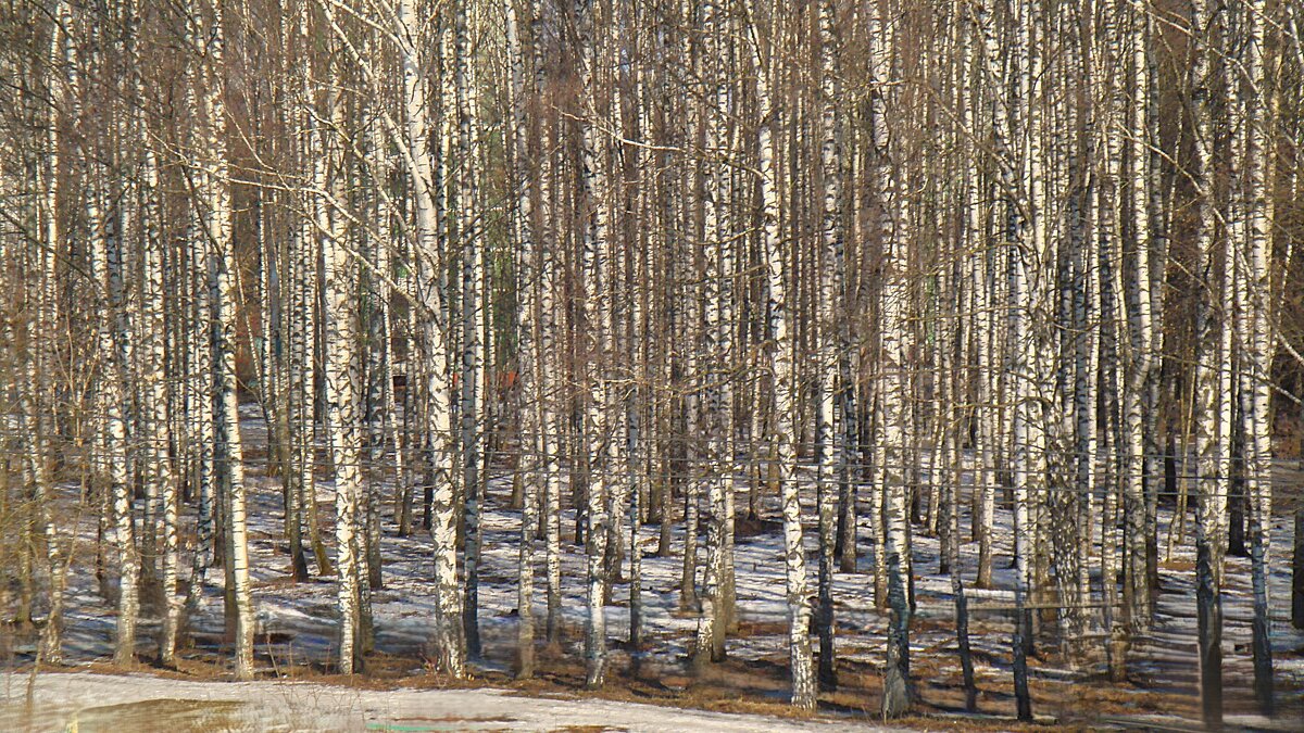 Березки...березки... - Olga Oskolkova