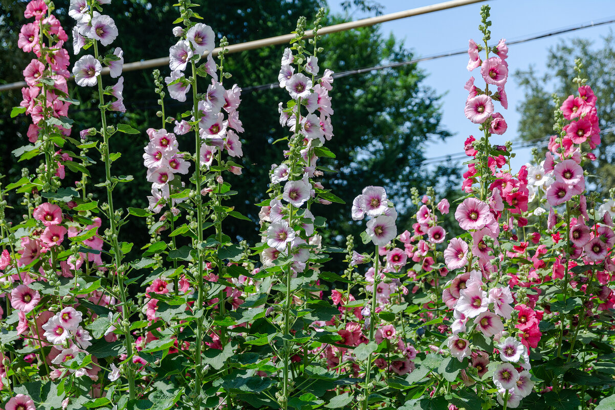 *** - Виктор Иванович Чернюк