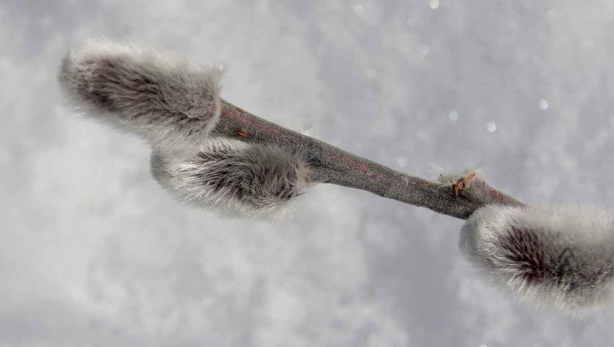 Ветка с котиками. - сергей ермошкин Ветка с котиками. - сергей ермошкин