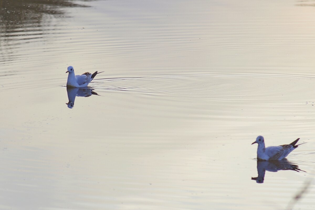 на озере - Сергей Швечков