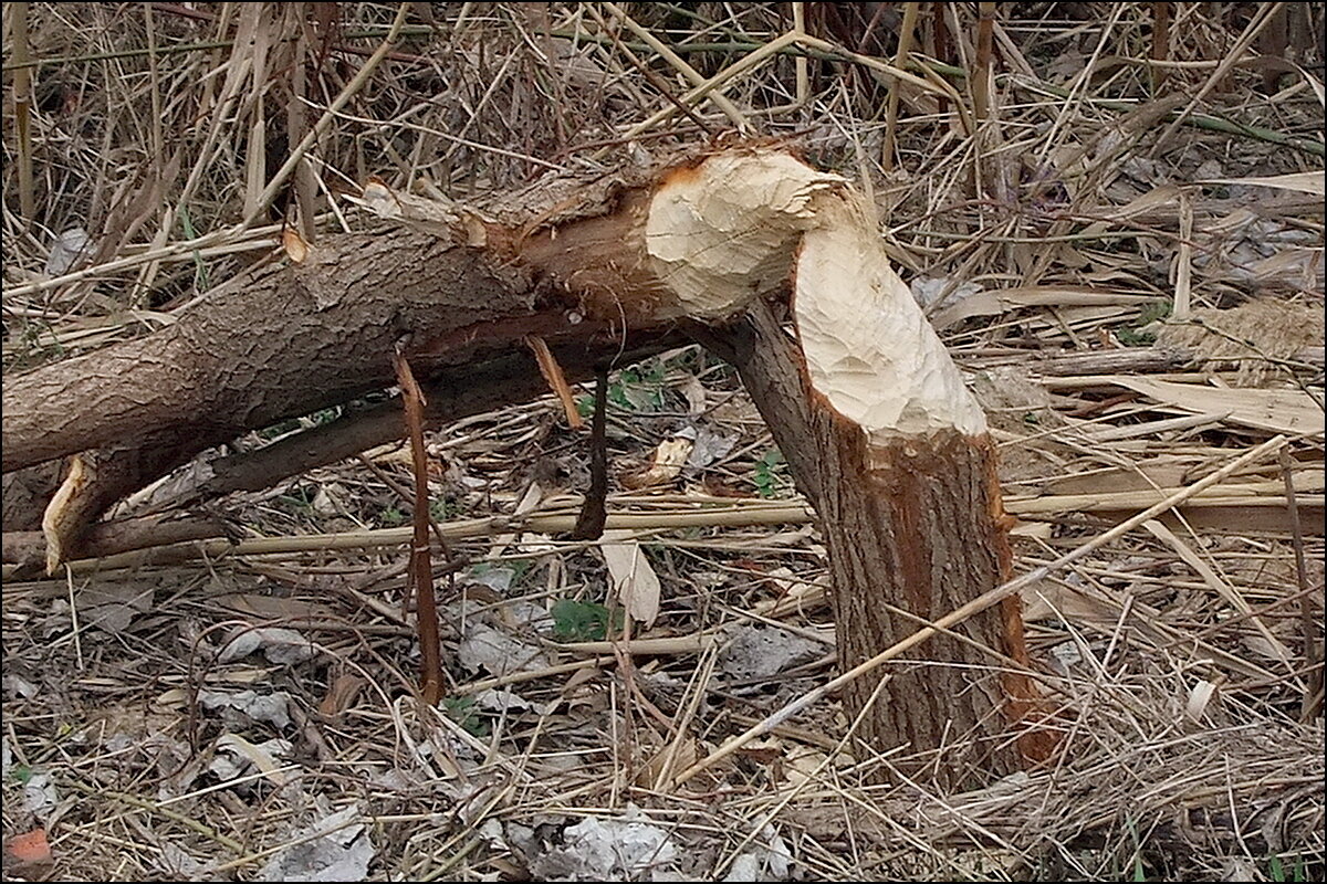 Первые жертвы - Фёдор Меркурьев Первые жертвы - Фёдор Меркурьев