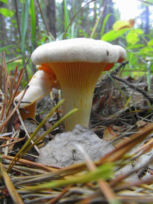 Мы лисички собирали. - nadyasilyuk Вознюк