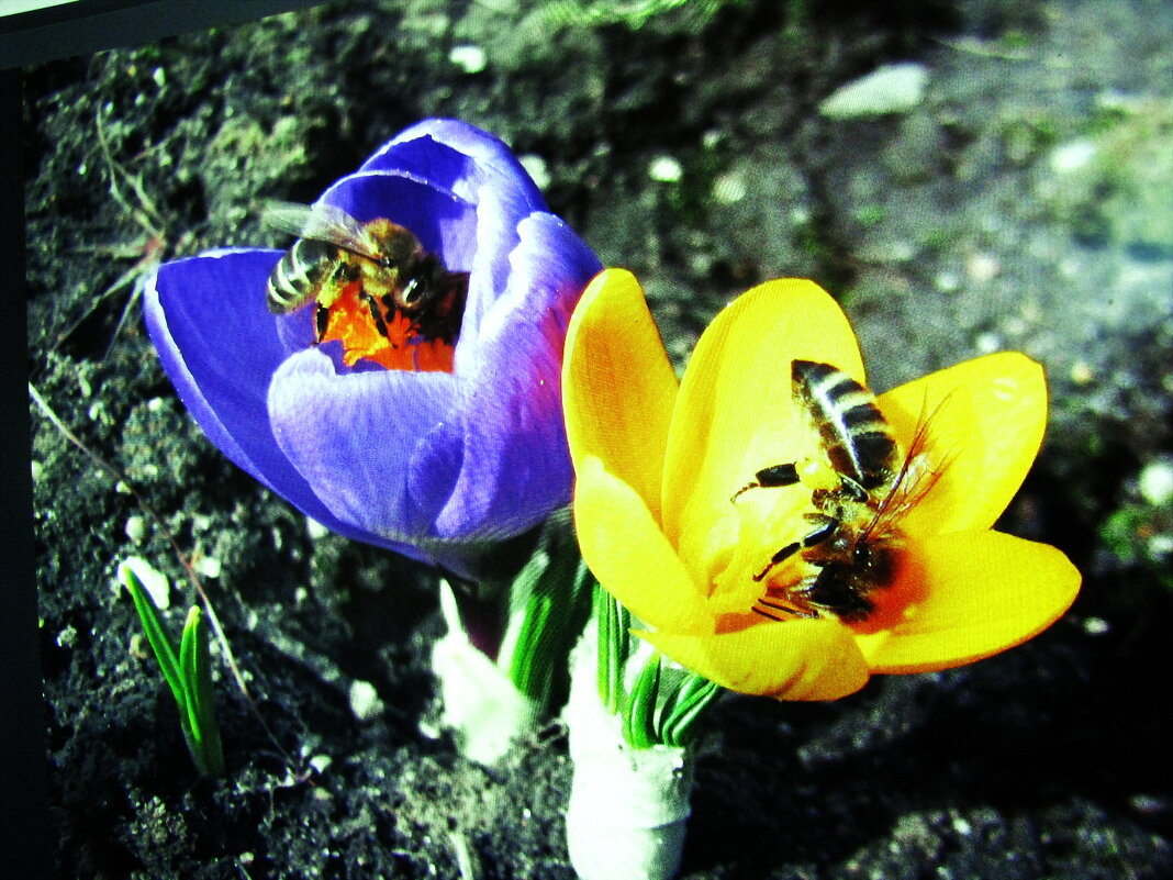 За обедом - Людмила Смородинская За обедом - Людмила Смородинская