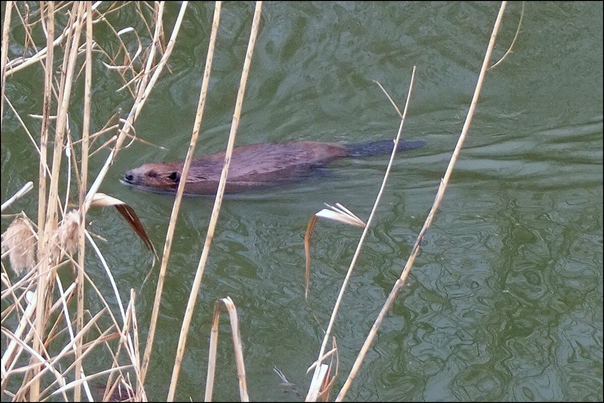 Быстрей в хату - Фёдор Меркурьев Быстрей в хату - Фёдор Меркурьев