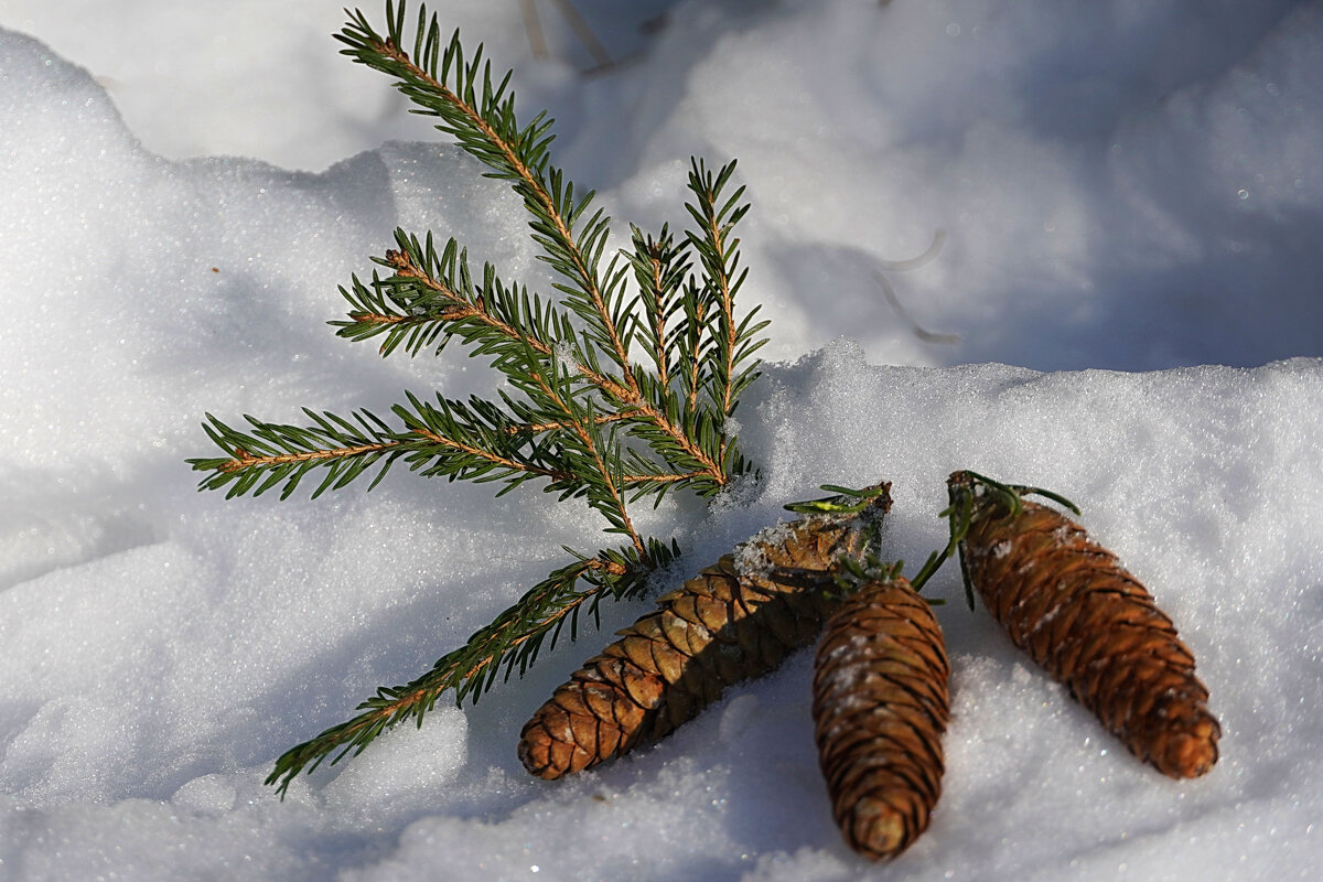 Сллучайный этюд из соснового бора - Галина Кан