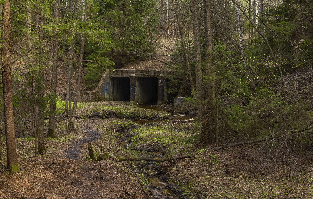 Просыпающаяся природа - Сергей Цветков Просыпающаяся природа - Сергей Цветков