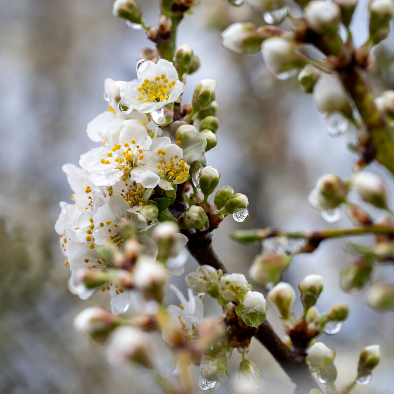 После дождя - Referee (Дмитрий) После дождя - Referee (Дмитрий)