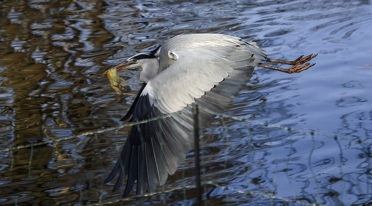 Вездесущая - Андроник Александр 