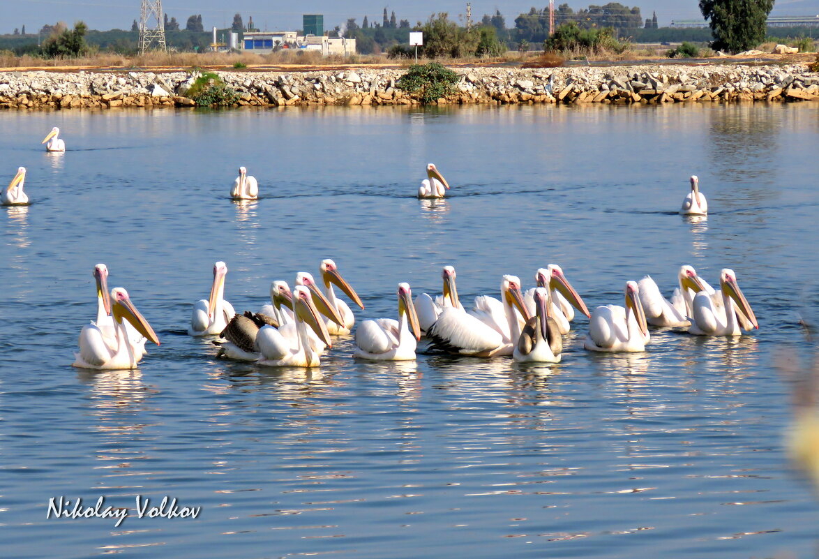 Пеликаны передохнУт ,подкормятся и полетят дальше. - Николай Волков