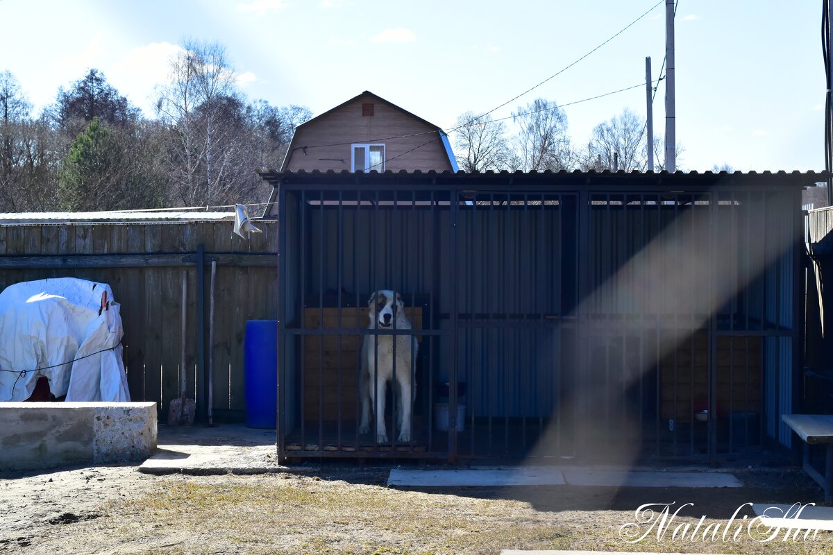 Соседский Малыш. - Наталья Вязигина Соседский Малыш. - Наталья Вязигина