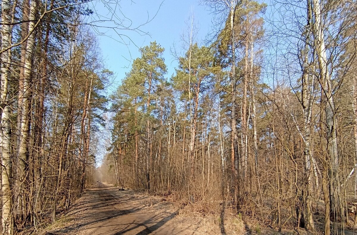 Лесная прогулка - Татьяна Тюменка