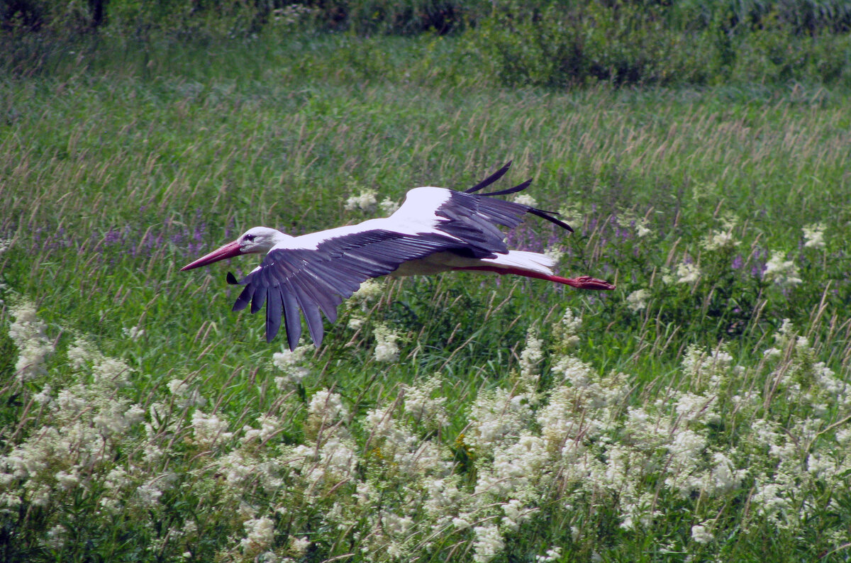 Аист на лугом летит - Олег Зоркий