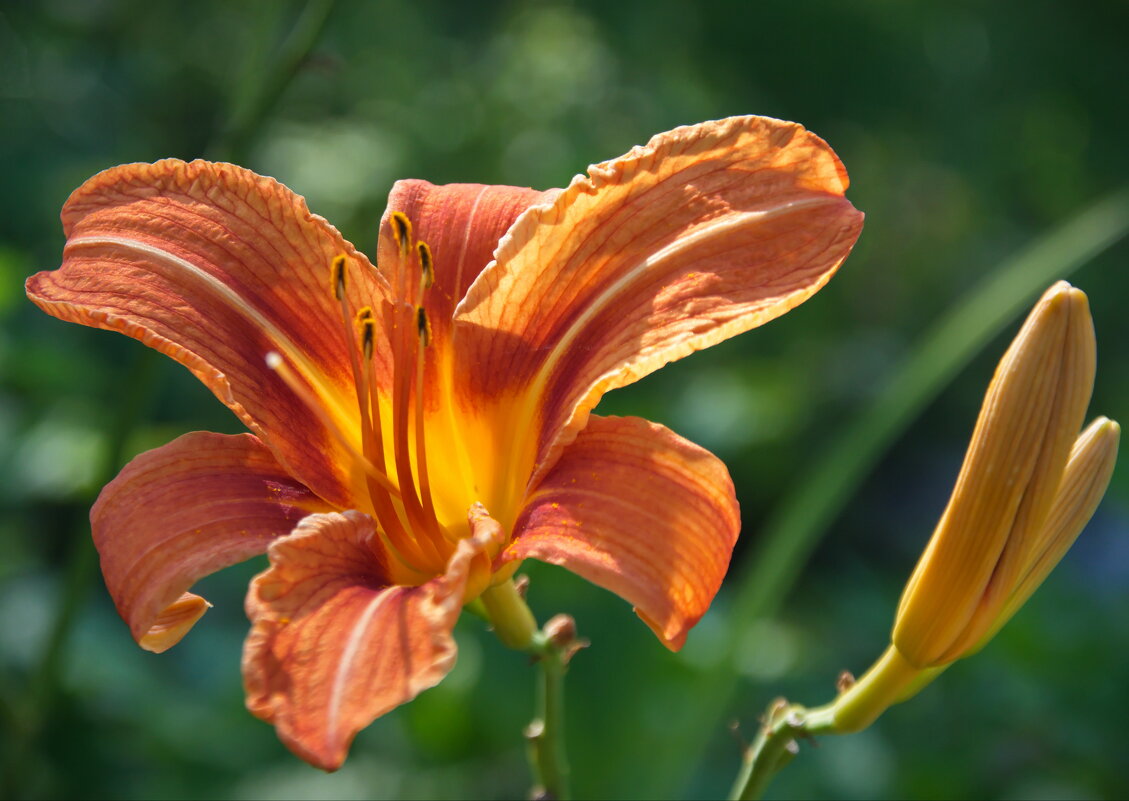 Лилейник - lady v.ekaterina Лилейник - lady v.ekaterina