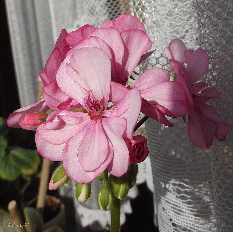 Герань - Freddy 97