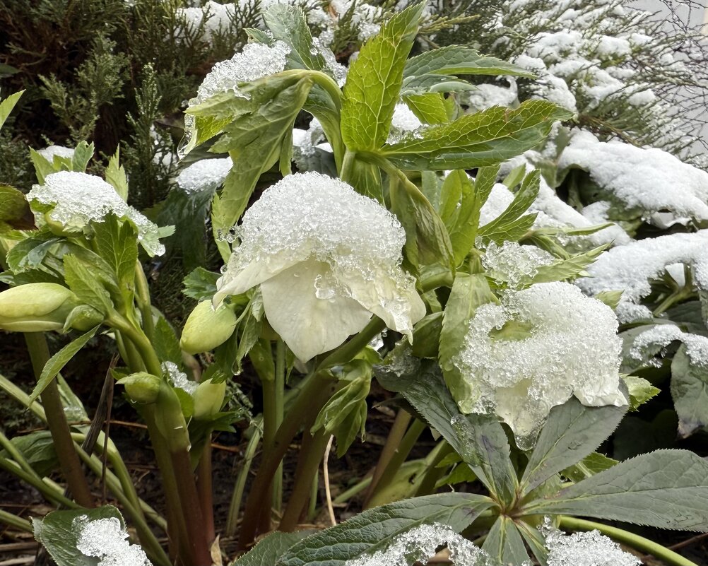 Морозник под снегом. - Валентина . Морозник под снегом. - Валентина .