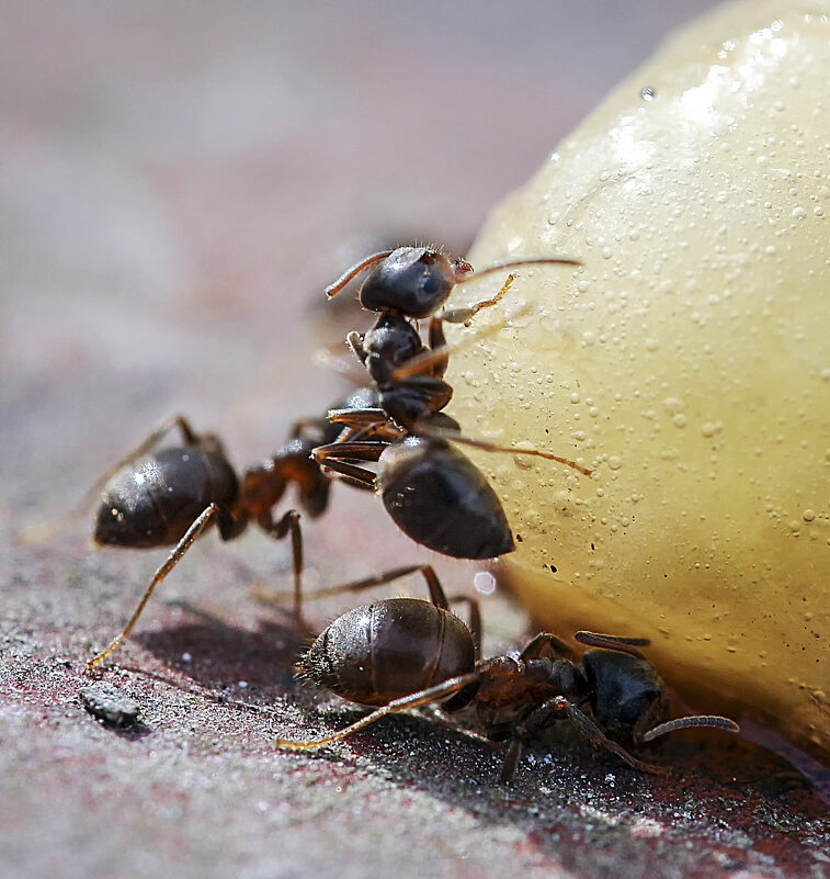 ***** - Андроник Александр 