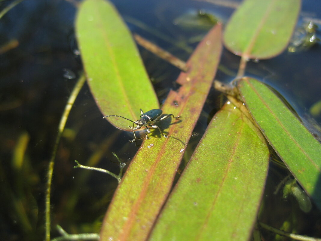 Радужница - Anna Ivanova