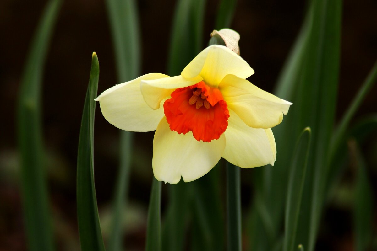 Нарцисс - Юрий. Шмаков