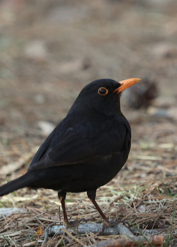Скворец на прогулке - Александр Кондаков