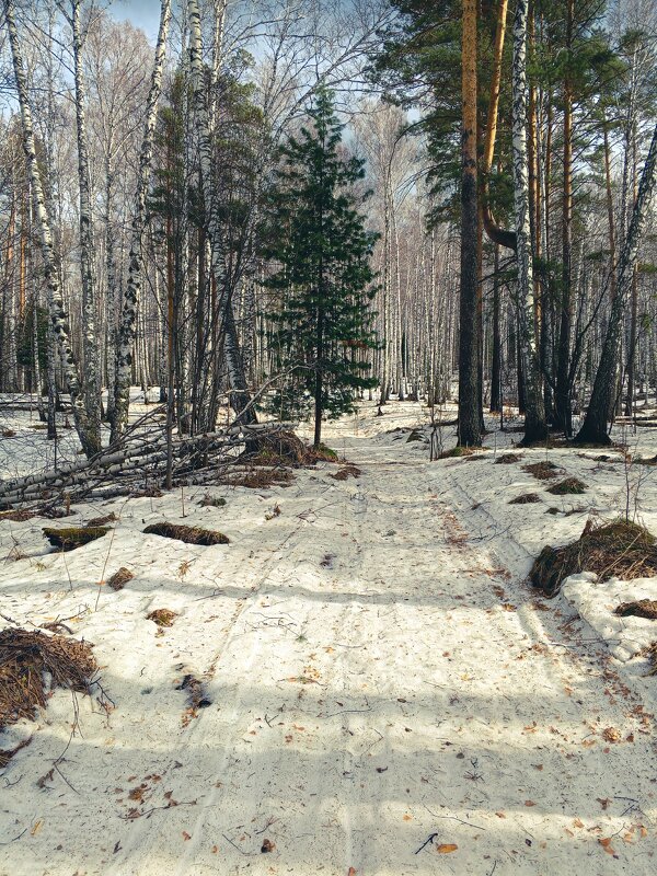 Весна в Сибири. - Вадим Басов