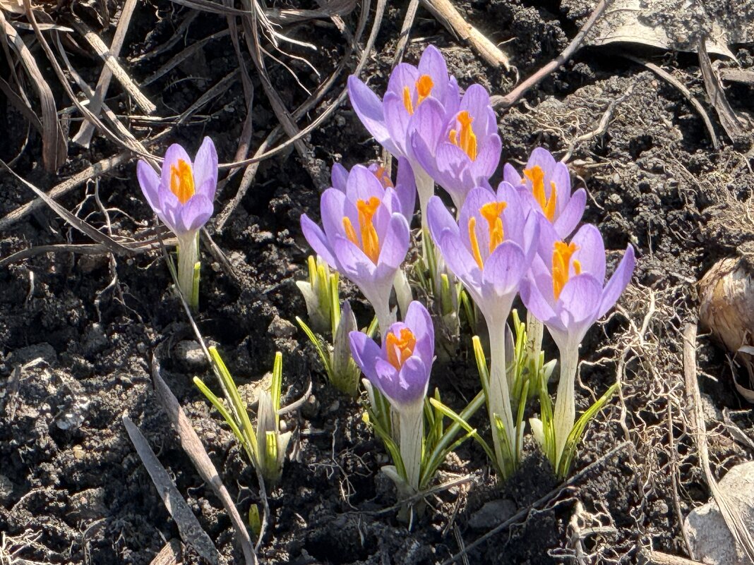 Крокусы - <<< Наташа >>> Крокусы - <<< Наташа >>>