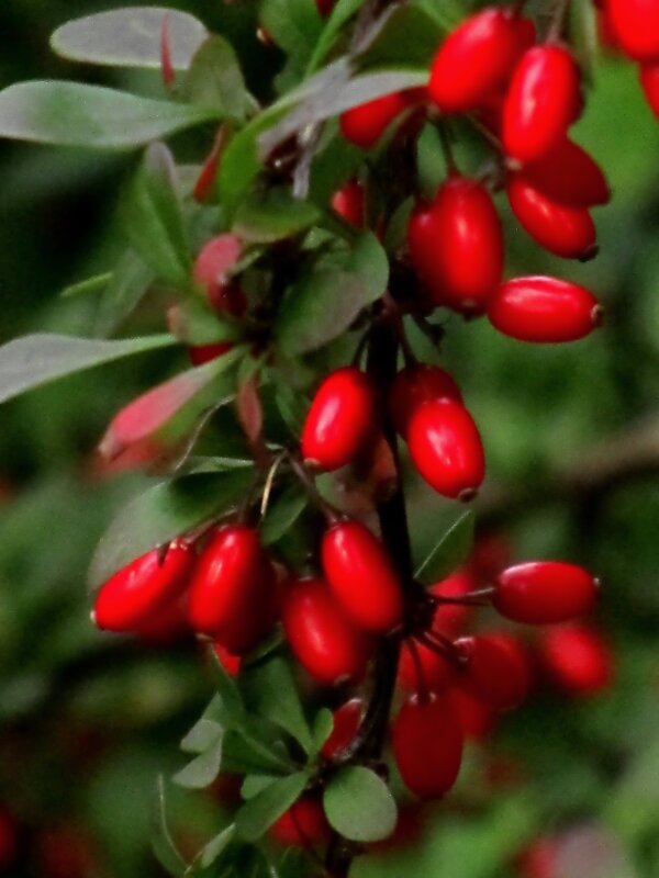 Барбарис Тунберга темно-пурпурный - Сергей Карачин Барбарис Тунберга темно-пурпурный - Сергей Карачин