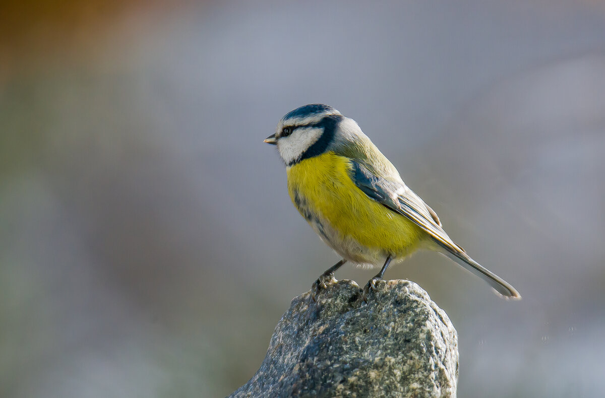 Лазоревка. - Sergey (Apg)