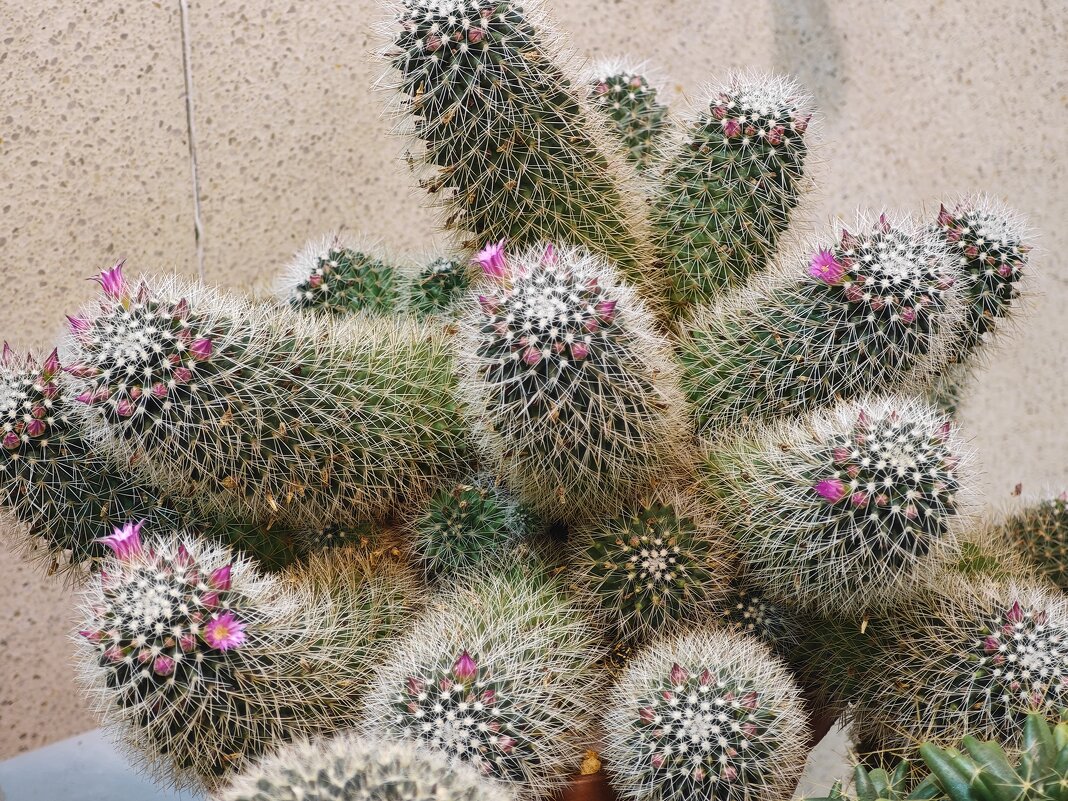 Кактус - <<< Наташа >>>