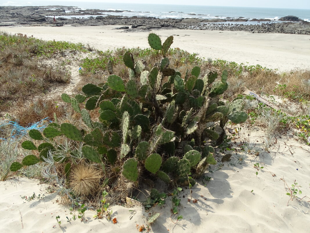 Местная крапива - Павел Трунцев Местная крапива - Павел Трунцев