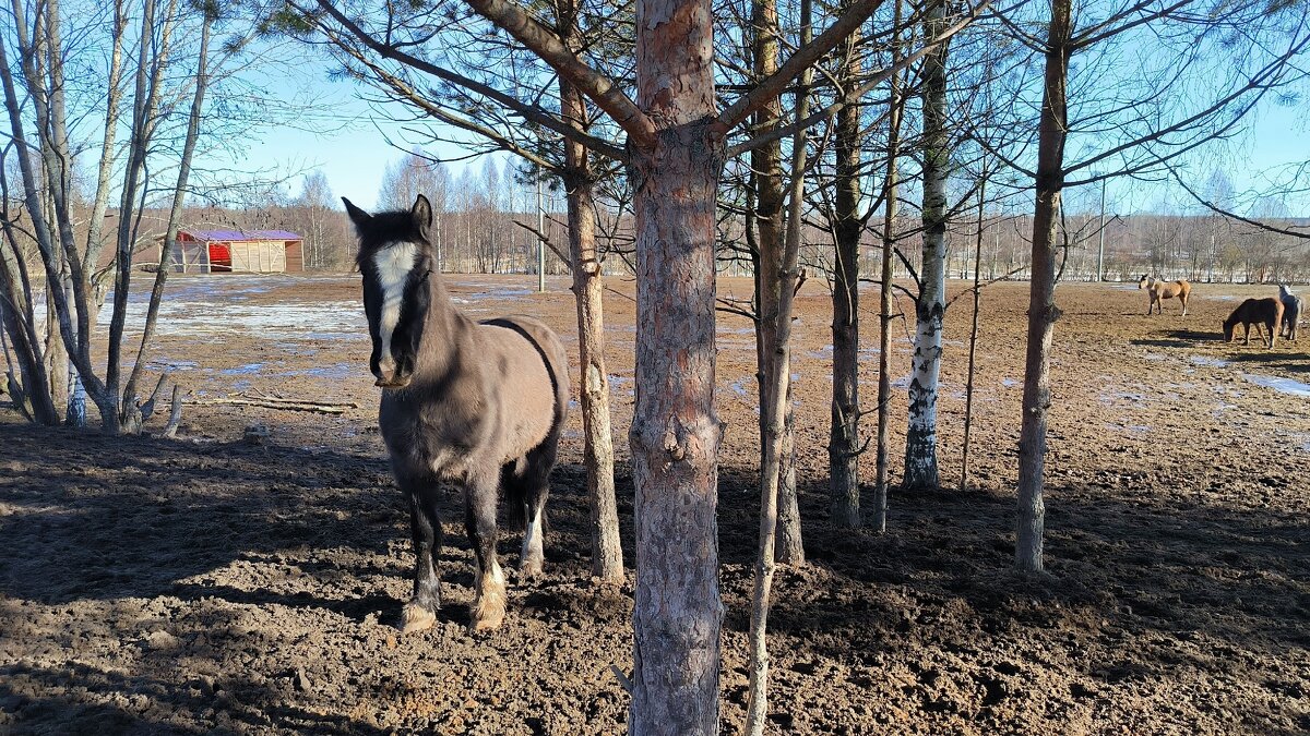 В ожидании ездоков. - Ольга В ожидании ездоков. - Ольга