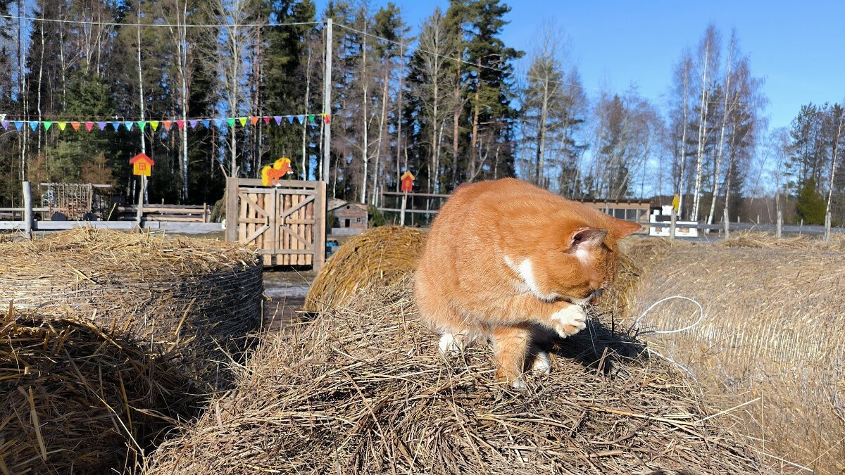 Никак. - Ольга Никак. - Ольга